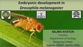 Embryonic Development in Drosophila melanogaster [upl. by Enneire659]