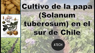 Cultivo de la papa Solanum tuberosum en el sur de Chile ATECH [upl. by Ylrebmik123]