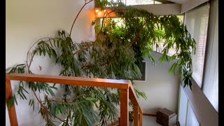 Giant Indoor Fig How to grow a tree indoors [upl. by Timofei]