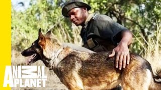 Pup on Patrol How AntiPoaching Dogs Aid in Conservation [upl. by Mezoff139]