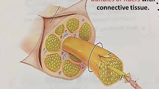 Nerve fiber and nerve [upl. by Theobald]