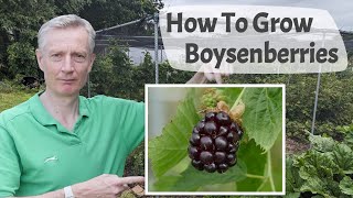 How To Grow Boysenberries  Boysenberries Are A Raspberry Blackberry Cross With A Superb Flavour [upl. by Norha]