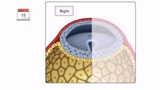 General Embryology  Detailed Animation On Gastrulation [upl. by Ayikur]