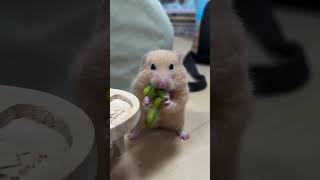 My Shocking Discovery About Hamster Behavior hamsters 倉鼠 shorts [upl. by Oicneconi]