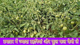 टमाटर में ज्यादा टहनियां और फैलावट कैसे लाये  How To Grow Tomato plant  Praveen Thakur [upl. by Melisande]