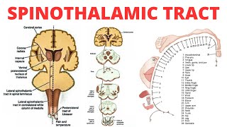 Spinothalamic Tract  PAIN ANATOMY [upl. by Ophelia556]