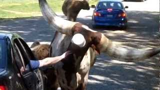 Watusi from Africa in Virginia Safari Park [upl. by Leaj187]