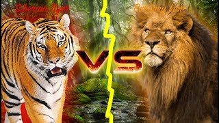 Barbary Lion VS Siberian Tiger [upl. by Runkel280]