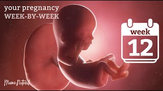 12 Weeks Pregnant  Natural Pregnancy WeekByWeek [upl. by Anyek]