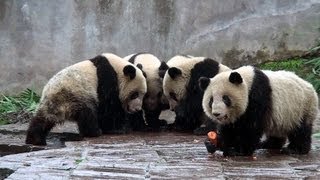 Panda Cubs 子パンダ全員集合 [upl. by Gnoz871]