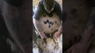 Spots Flow From Appaloosa Llama Shearing [upl. by Abil234]