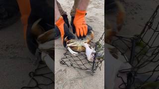 Shore Crabbing by Hand Line Crab HawkJawDaddy Netarts Oregon dungeness outdoors seafood crab [upl. by Irtak798]