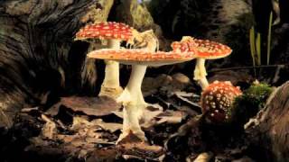 Fly Agaric toadstool growing timelapse [upl. by Bari354]