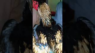 Aseel Murga Lover Aseel Rooster Jawa Aseel birds aseelmurgalover aseelmurgah birdslover [upl. by Manlove112]