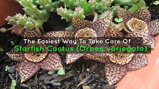 The Easiest Way To Take Care Of A Starfish Cactus Orbea variegata [upl. by Aynat]