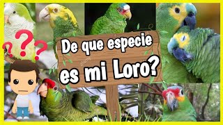 ¿De que Especie es mi Loro❓ 🐦 IDENTIFICA algunos Tipos de Loros que hablan ✅ [upl. by Ijok]