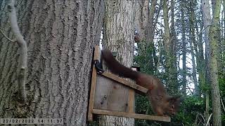 Ponteland Red Squirrels at the bottom of Runnymede Road [upl. by Shulamith]