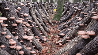 How Japanese Farming Millions of Shiitake Mushroom  Greenhouse Shiitake Mushroom Harvesting [upl. by Sydelle]