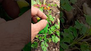 Oxalis plant ☘️🍀☘️🍀🥰😍nature plants gardening shorts short youtubeshorts virlalshorts [upl. by Rogerg]