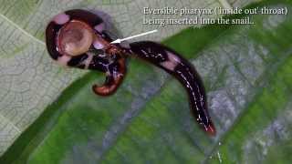 Predatory Flatworm Hunting Snails [upl. by Arabela973]