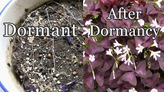 How To Let Your Purple Shamrocks Oxalis triangularis Go Dormant [upl. by Douglass]