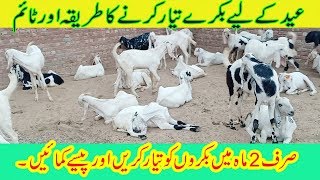 Bakra Farming in PakistanSpacial Bakra farming for EidGoat farming in Pakistan [upl. by Liarret]