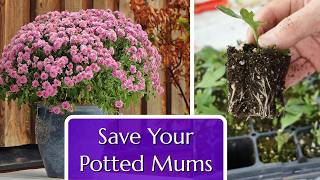 Save Your Potted Mums Propagation by Cuttings [upl. by Kym]