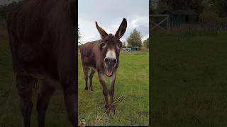 Donkey and Rainbow 🌈✨🌈 funny donkey comedy surajroxfunnyvibeoshortvideos viralvideo shortfeed [upl. by Juetta]