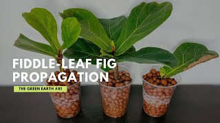 81 How to Propagate FiddleLeaf Fig from Cuttings Ficus Lyrata Propagation  Indoor Plants [upl. by Ahsiryt]