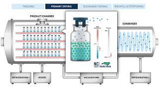 The Process of Freeze Drying Lyophilization [upl. by Alleunamme]