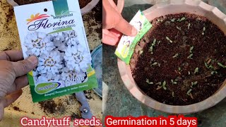 How to grow Candytuft from Seeds in pots at home full update [upl. by Wiskind]