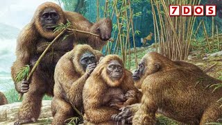 Dwarf Versions of Gigantopithecus Discovered  7 Days of Science [upl. by Shifra]