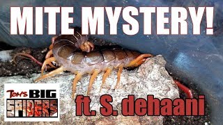 Mite Mystery ft S dehaani quotVietnamese Giant Centipedequot [upl. by Agarhs263]