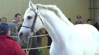 Salon des Etalon du Lion dAngers 2013  Fragrant Mix [upl. by Katuscha]