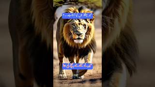 Shar ki awaz Shar ki daharh lion quotes dua [upl. by Ardel]