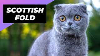 Scottish Fold 🐱 The Cutest Cat Breed [upl. by Zacks207]