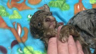 Micro Mini Aussiedoodles hypoallergenic Spring puppies [upl. by Mallen]