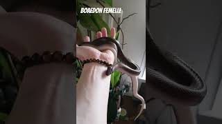 Repley mon Boaedon femelle que je vous ai presenté lors su dernier live 🐍 serpent reptile [upl. by Nylecsoj440]