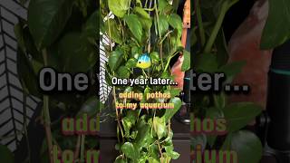 The Surprising Benefits of Pothos in Your Aquarium shorts aquarium pothos [upl. by Uzia747]