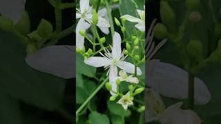 Southern Flowers Honeysuckle [upl. by Iaht]