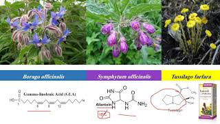 Pyrrolizidine and Quinolizidine Alkaloids  مازن السقا [upl. by Eboh]