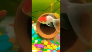 Buy New Oranda Goldfish  Red cap goldfish  orandagoldfish oranda redcapgoldfish fish [upl. by Ayoras655]