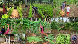 காய்பந்தல் இப்படி ஆகும்னு எதிர்ப்பார் ததுதாங்க🌱 செவ்வாழை நடவு🍌vegetable garden ideas🌶🍆🥒🫛Harvesting [upl. by Ezitram]