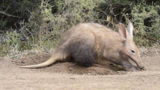 Aardvark digging for ants in the daytime [upl. by Goldenberg400]