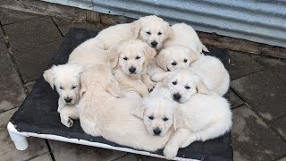 7 and 12 weekold golden retriever puppies The Sweets Litter [upl. by Alehc]