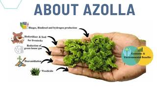 Azolla FarmingJapur Farm Solutions [upl. by Louis]