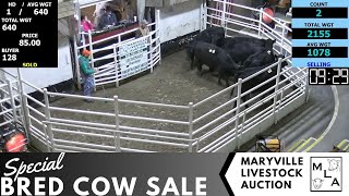 1262024 Maryville Livestock Auction  Special Bred Cow Sale [upl. by Loresz]