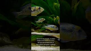 The Smoothcheek Eartheater Gymnogeophagus Gymnogenys [upl. by Lleruj]