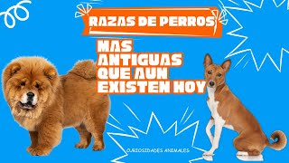 Las Razas de PERROS Más ANTIGUAS que Aún Existen HOY [upl. by Rehoptsirhc]