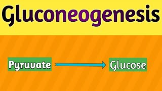 Gluconeogenesis  Definition ll Significance ll Site ll Key enzymes ll Regulation ll Energetics [upl. by Ozne]